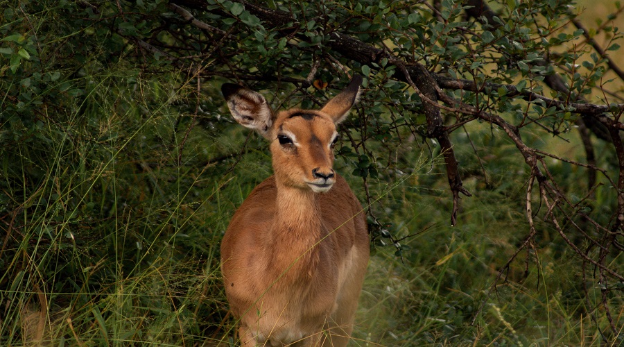 Experience Unmatched East Africa Luxury Safari Adventures